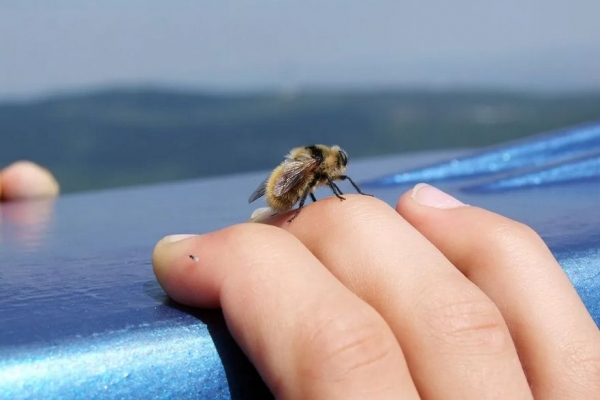 Как справиться с аллергией на укусы насекомых